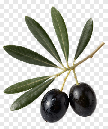 Black Olives On A Branch With Leaves PNG