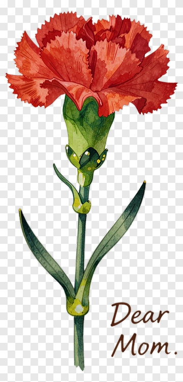 Watercolor Red Carnation Flower With Dear Mom Text PNG