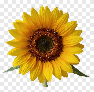 Sunflower With Bright Yellow Petals PNG