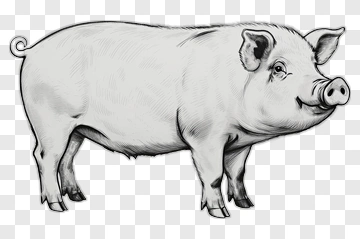 Illustration Of A Pig PNG
