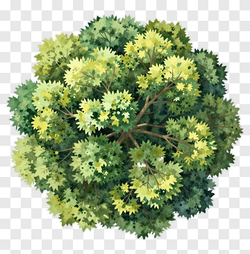 Colorful Tree Top View PNG