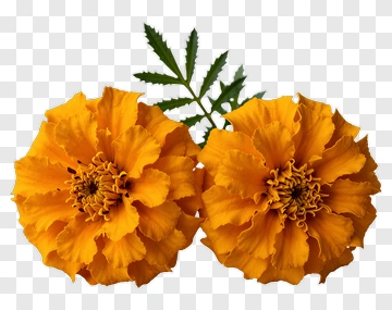 Marigold Flowers PNG