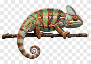 Colorful Chameleon Sitting On A Branch PNG