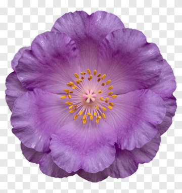 Purple Flower PNG