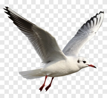 Seagull In Flight PNG