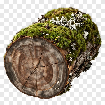 Wood Log Covered With Moss And Lichen PNG