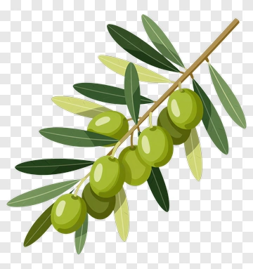 Olive Branch With Green Olives PNG