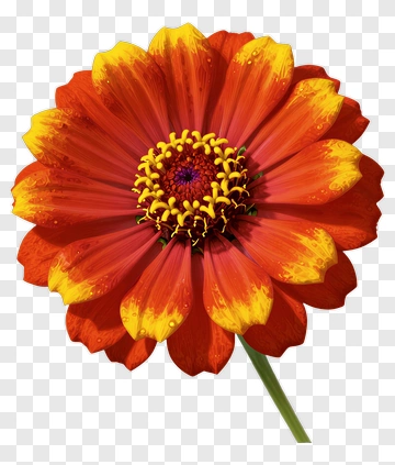 Colorful Flower With Red And Yellow Petals PNG