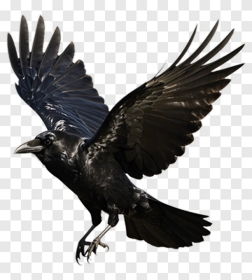 Black Raven Flying PNG