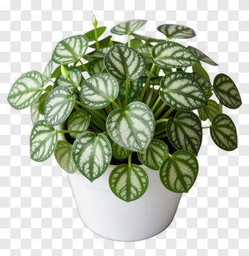 Pilea Plant In White Pot PNG