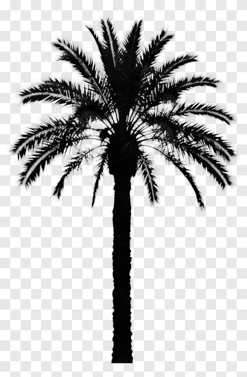 Silhouette Of A Palm Tree PNG