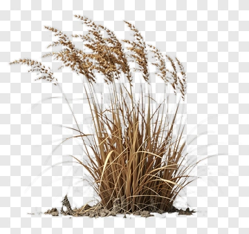 Brown Grass Plant PNG