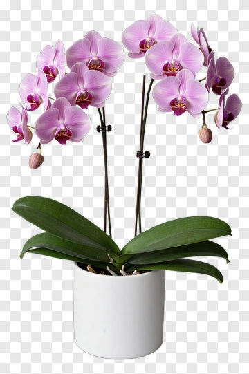 Pink Orchid In A White Pot PNG