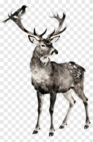 Deer With Antlers And Bird PNG
