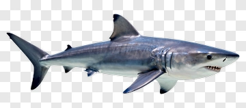 Great White Shark PNG