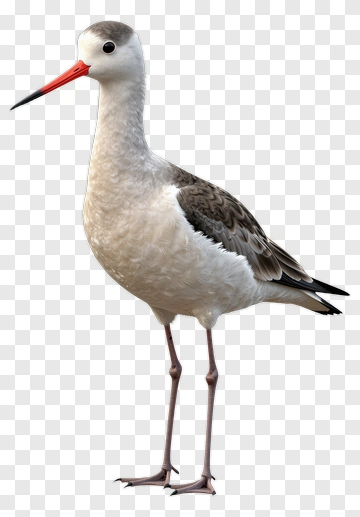 Stork Standing On Two Legs PNG