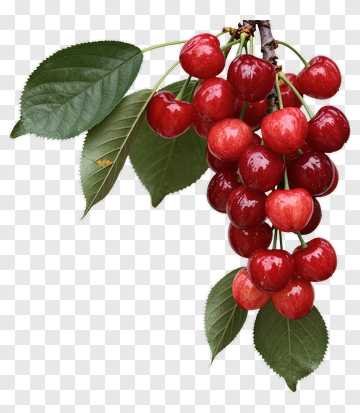 Fresh Red Cherries On A Branch PNG