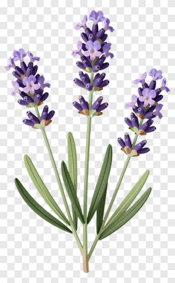 Lavender Flower Bouquet PNG