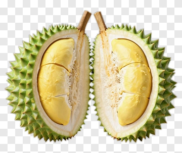 Fresh Durian Fruit Halves PNG