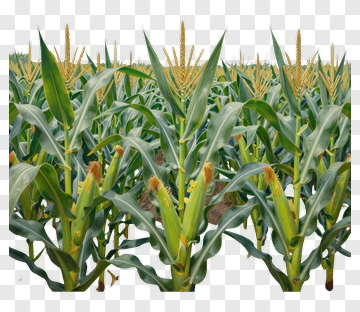 Corn Field With Tall Green Stalks PNG