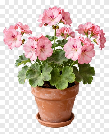 Pink Geranium Plant In Pot PNG
