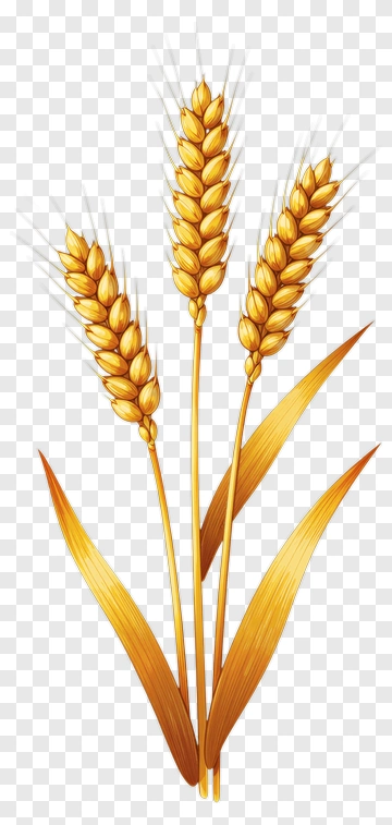 Wheat Ears With Green Leaves PNG