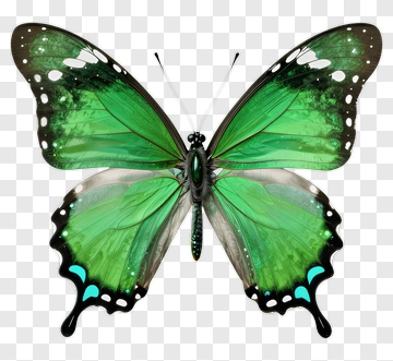 Green Butterfly PNG