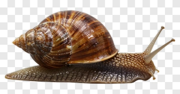 Close-Up Of A Brown Snail PNG