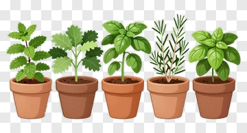 Herb Plants In Pots PNG