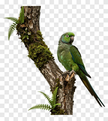 Green Parrot Perched On A Tree Branch PNG