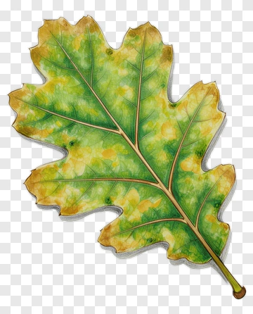 Green Leaf With Yellow Accents PNG