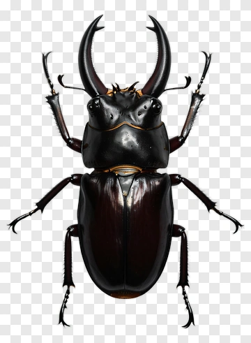 Black Beetle PNG