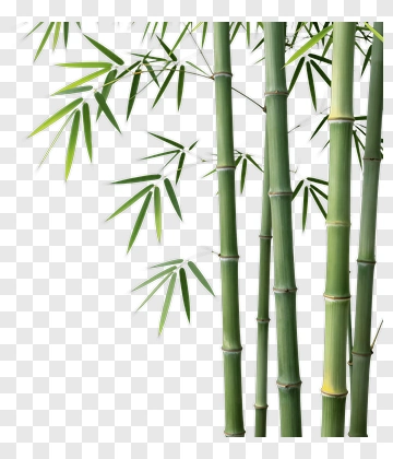 Bamboo Stalks With Green Leaves PNG
