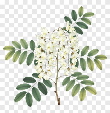 White Flowering Plant With Green Leaves PNG