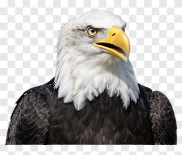 Bald Eagle Portrait PNG
