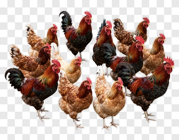 Group Of Chickens PNG