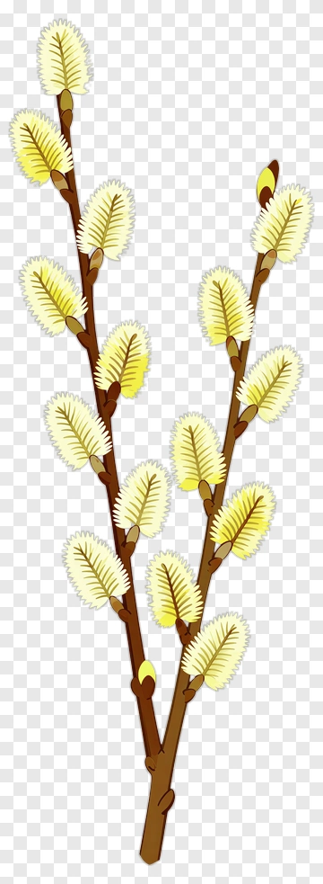 Illustration Of Yellow Flowering Branch PNG