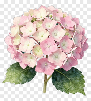 Pink Hydrangea Flower Bouquet PNG