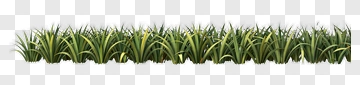 Green Grass Border PNG