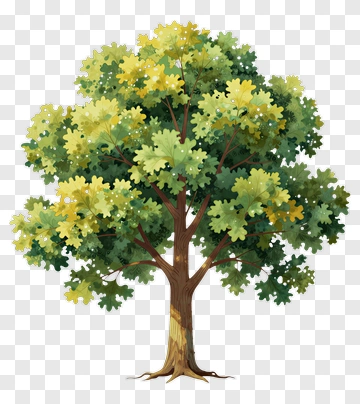 Colorful Tree PNG