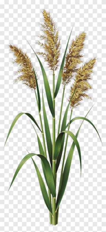 Tall Grass With Golden Seed Heads PNG