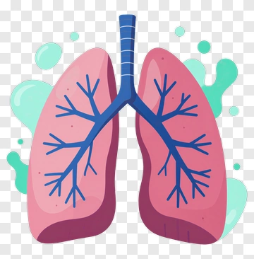 Cartoon Lungs With Blue Veins PNG