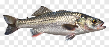 Realistic Fish PNG
