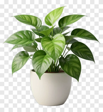 Potted Green Plant With Heart-Shaped Leaves PNG