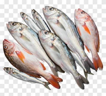Collection Of Fresh Fish PNG
