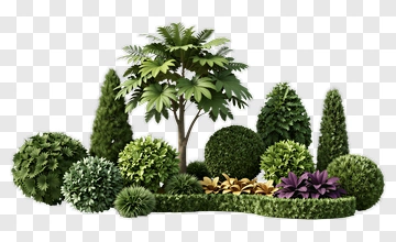 Lush Greenery In A Garden Landscape PNG