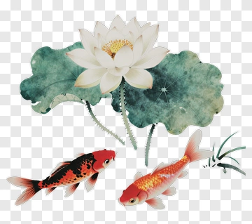 Koi Fish Swimming Near A Lotus Flower PNG