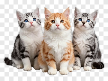 Three Cute Kittens Sitting Together PNG