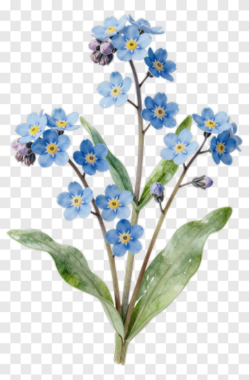 Watercolor Blue Forget-Me-Not Flower Bouquet PNG