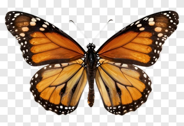 Monarch Butterfly PNG